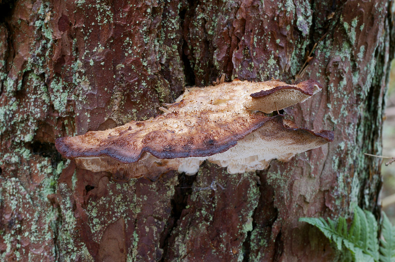 Oligoporus fragilis